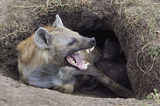 斑鬣狗,哈欠,母兽,白天,老,幼兽,马赛马拉国家保护区,肯尼亚
