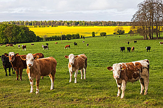 英格兰,科茨沃尔德,伍斯特郡,母牛,地点,靠近,百老汇