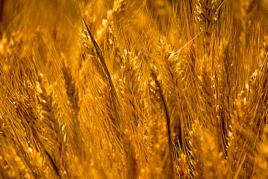 金色小麦
