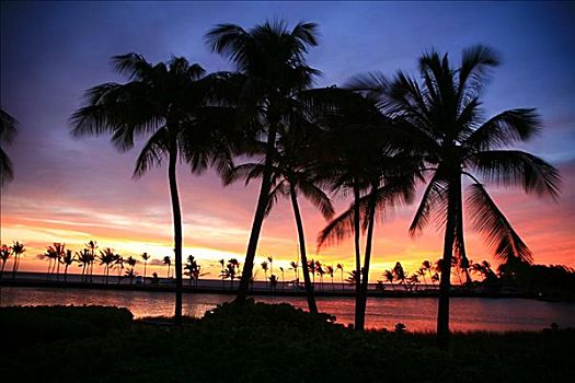 夏威夷,湾,生动,彩色,日落,天空,棕榈树,剪影