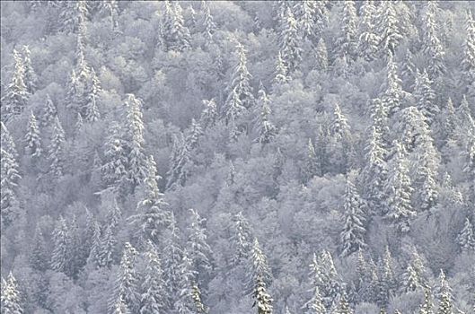 冬日树林,不列颠哥伦比亚省