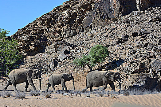非洲象,荒芜,大象,干枯河床,达马拉兰,区域,纳米比亚,非洲