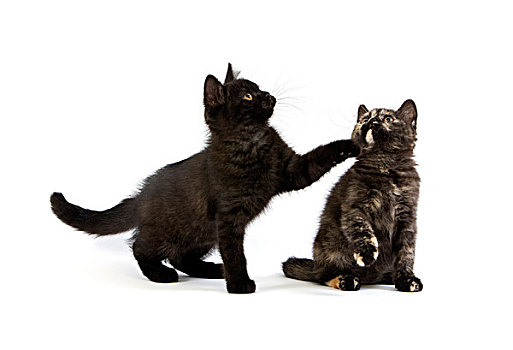 黑色,英国短毛猫,家猫,2个月,小猫,玩,白色背景