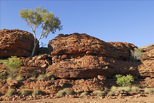 红岩,国王峡谷,边缘,走,国家公园,北领地州,澳大利亚
