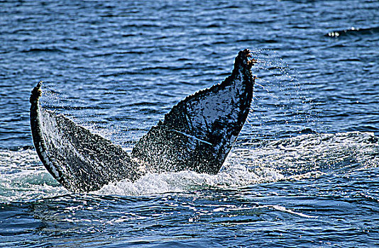驼背鲸,尾部,拍击,西海岸,不列颠哥伦比亚省,加拿大