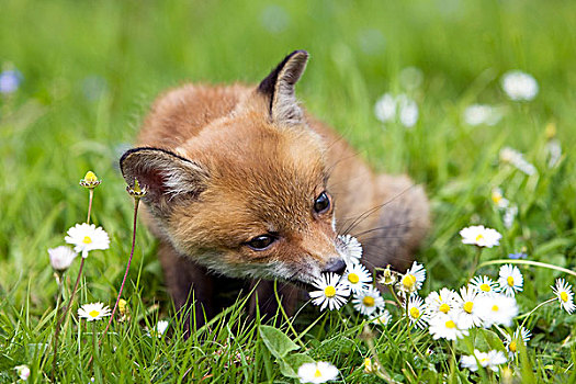 红狐,狐属,幼兽,坐,花,诺曼底