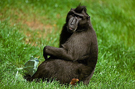 短尾猿,坐,草,风景