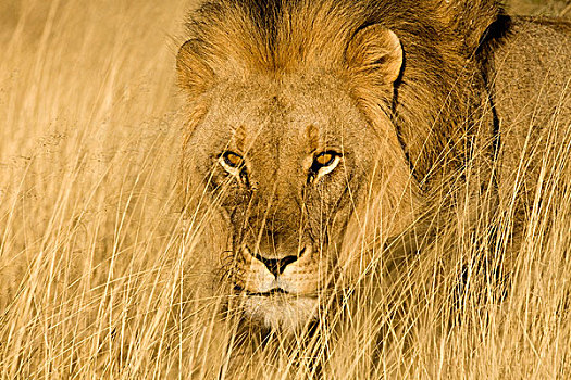 非洲,纳米比亚,雄性,狮子,干草,画廊