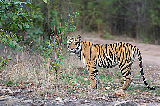 孟加拉虎,虎,老,幼兽,班德哈维夫国家公园,印度