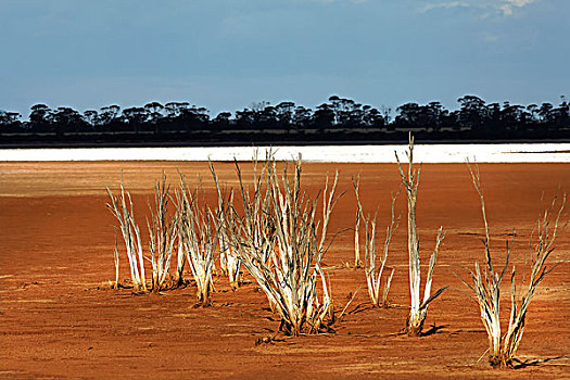 盐湖,自然保护区,西澳大利亚,澳大利亚