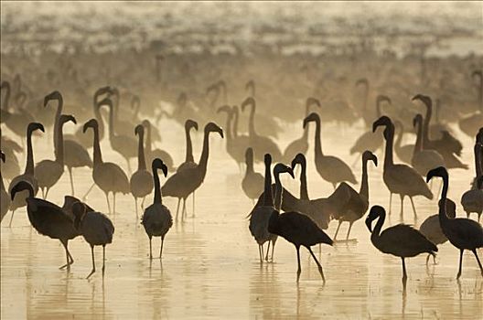 日出,纳库鲁湖,火烈鸟,肯尼亚,非洲
