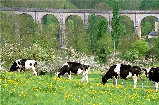 法国,下诺曼底,苹果白兰地,母牛,靠近,苹果树,开花,高架桥,背影