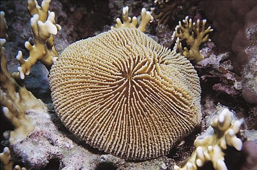 蘑菇,珊瑚,海洋生物,红海,水下