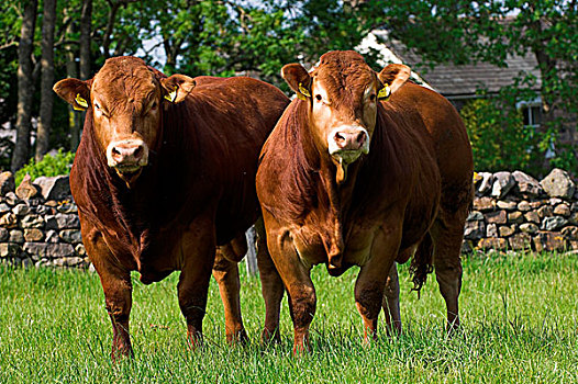 家牛,利莫辛,年轻,种系,两个,站立,地点,英格兰,欧洲