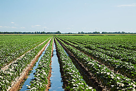 犁沟,灌溉,棉花,英格兰,阿肯色州,美国