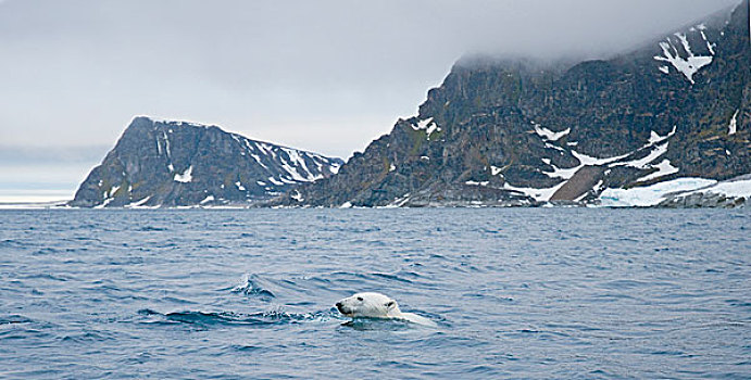 挪威,斯瓦尔巴群岛,斯匹次卑尔根岛,北极熊,成年,海岸