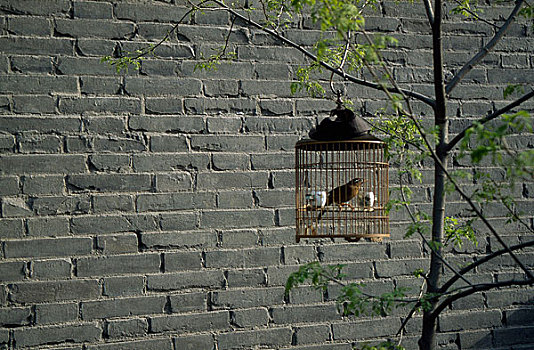 陕西西安城墙边遛鸟