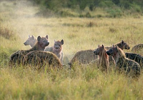 寒冷,早晨,鬣狗,吞食,幼兽,角马,杀死,马塞马拉野生动物保护区,肯尼亚