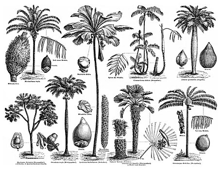 历史,俯视,多样,棕榈树,家庭,棕榈科,棕榈,19世纪