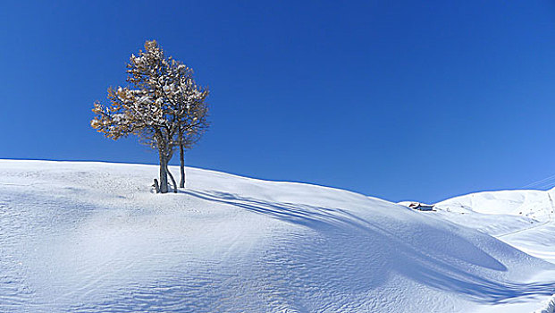 新疆巴里坤雪景森林