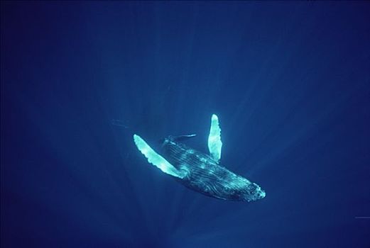 驼背鲸,大翅鲸属,鲸鱼,水下,夏威夷