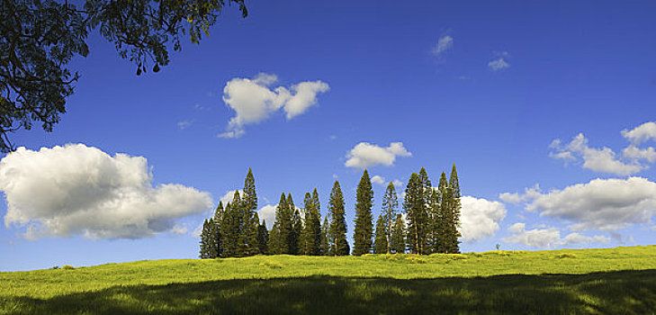 夏威夷,毛伊岛,靠近,美景,青草,蓝天,诺福克,松树