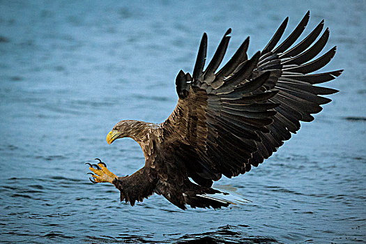 白尾鹰,白尾海雕,飞行,猎捕,鱼,罗弗敦群岛,诺尔兰郡,挪威