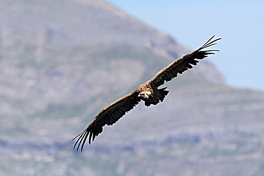 粗毛秃鹫,兀鹫,飞,西班牙
