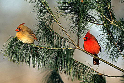 主红雀,雄性,雌性,松树