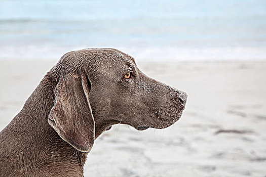 魏玛犬,猎狗,海滩,头像