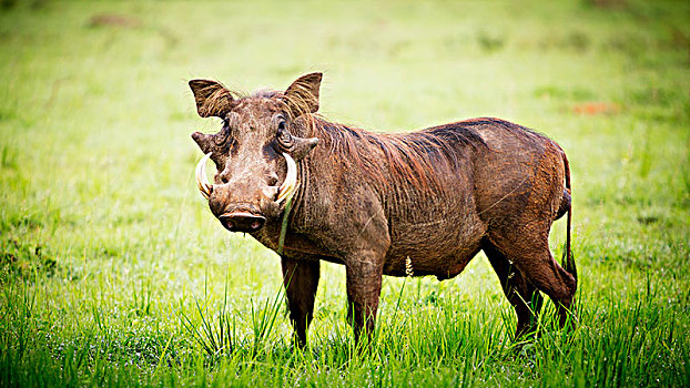 疣猪,秋天,国家公园,乌干达