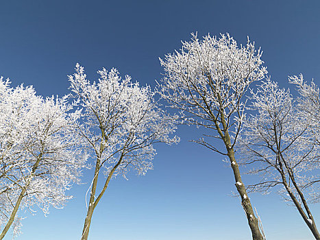 积雪,树,蓝天