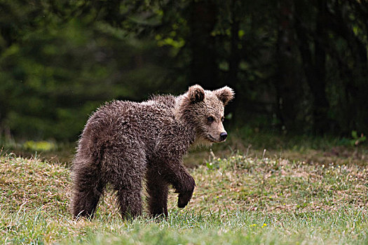 幼兽,欧洲,棕熊,交谈,斯洛文尼亚