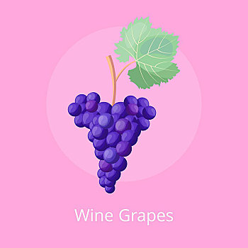 酿酒葡萄,象征,矢量,插画,粉色,特写,枝条,成熟,浆果,蓝色,绿叶,隔绝,粉色背景