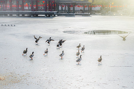 冬日的冰河面上野鸭群在飞翔嬉戏