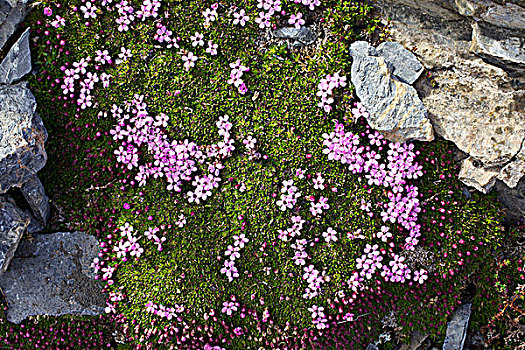 俯拍,苔藓,花,斯匹次卑尔根岛,挪威