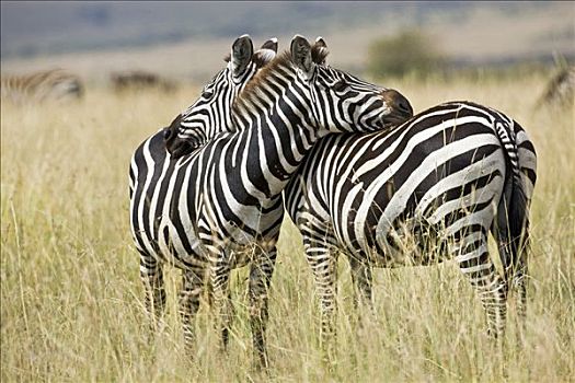 肯尼亚,马赛马拉,马塞马拉野生动物保护区,两个,马,斑马,休息,头部,相互,后背