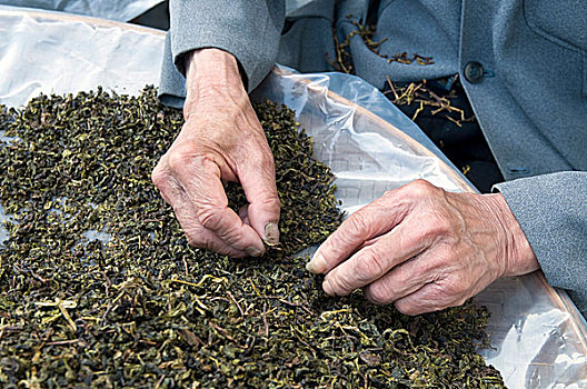 分类,茶叶,准备,包装,丰收,福建,中国,五月,2009年