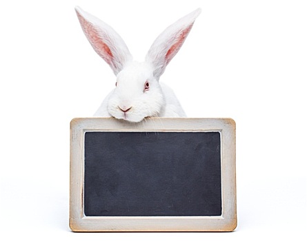 兔子,上方,留白,黑板