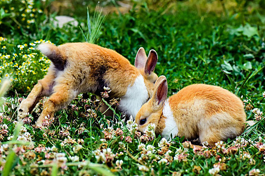 两个,兔子,草丛