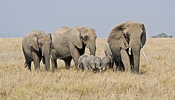 非洲,坦桑尼亚,大象,牧群,塞伦盖蒂国家公园