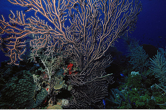 水下视角,柳珊瑚,大开曼岛,英属西印度群岛