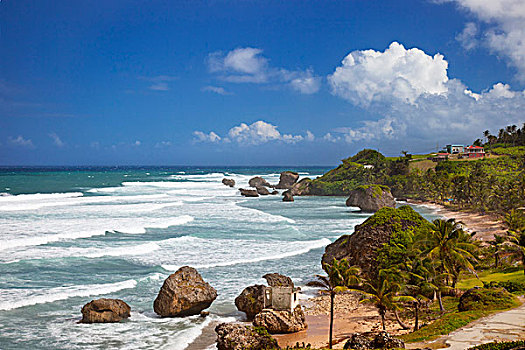 岩石,海岸线,东海岸,巴巴多斯