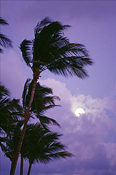 风吹,棕榈树,满月,后面,云,薰衣草,天空