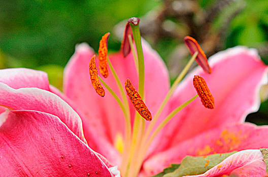 特写,百合,花,花园,巴伐利亚,德国