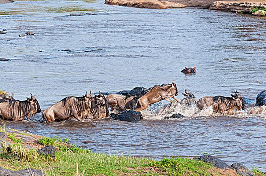牧群,蓝角马,角马,马拉河,马赛马拉国家保护区,肯尼亚