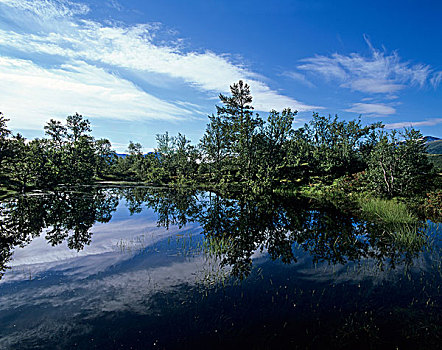 绒毛,桦树,旁侧,湖,国家公园,挪威,斯堪的纳维亚,欧洲