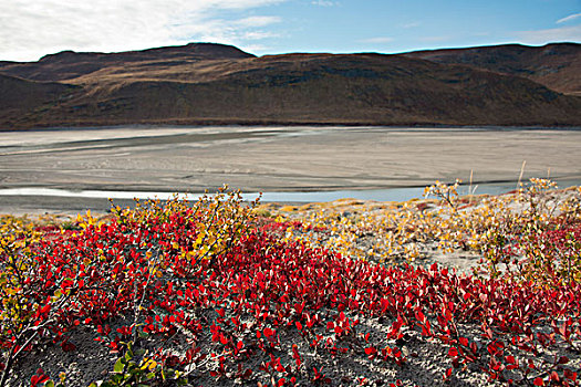 格陵兰,大,峡湾,彩色,秋天,冰碛,风景,大幅,尺寸
