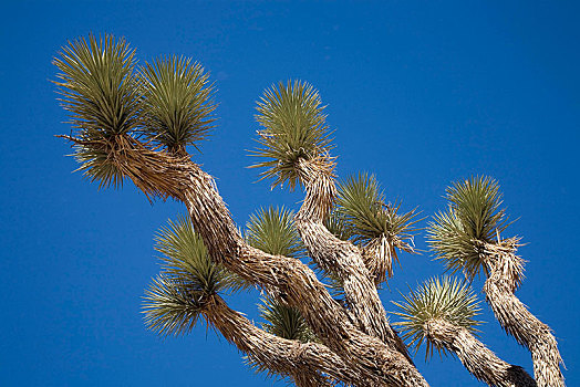 约书亚树,短叶丝兰,国家公园,加利福尼亚,美国,北美