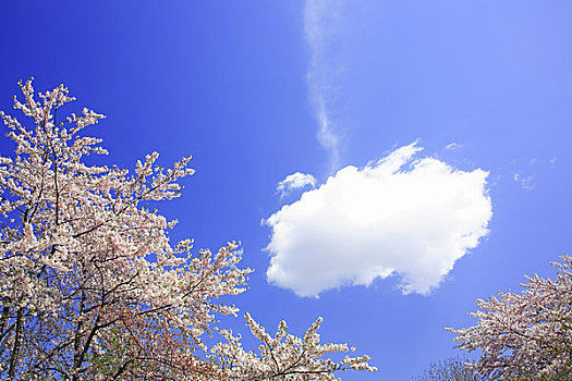 樱桃树,云